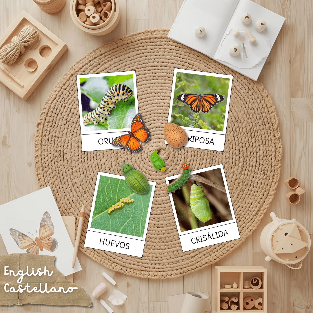 Tarjetas Montessori del ciclo de la vida de la mariposa