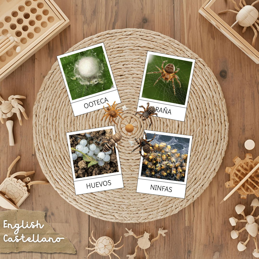 Tarjetas Montessori del ciclo de la vida de la araña