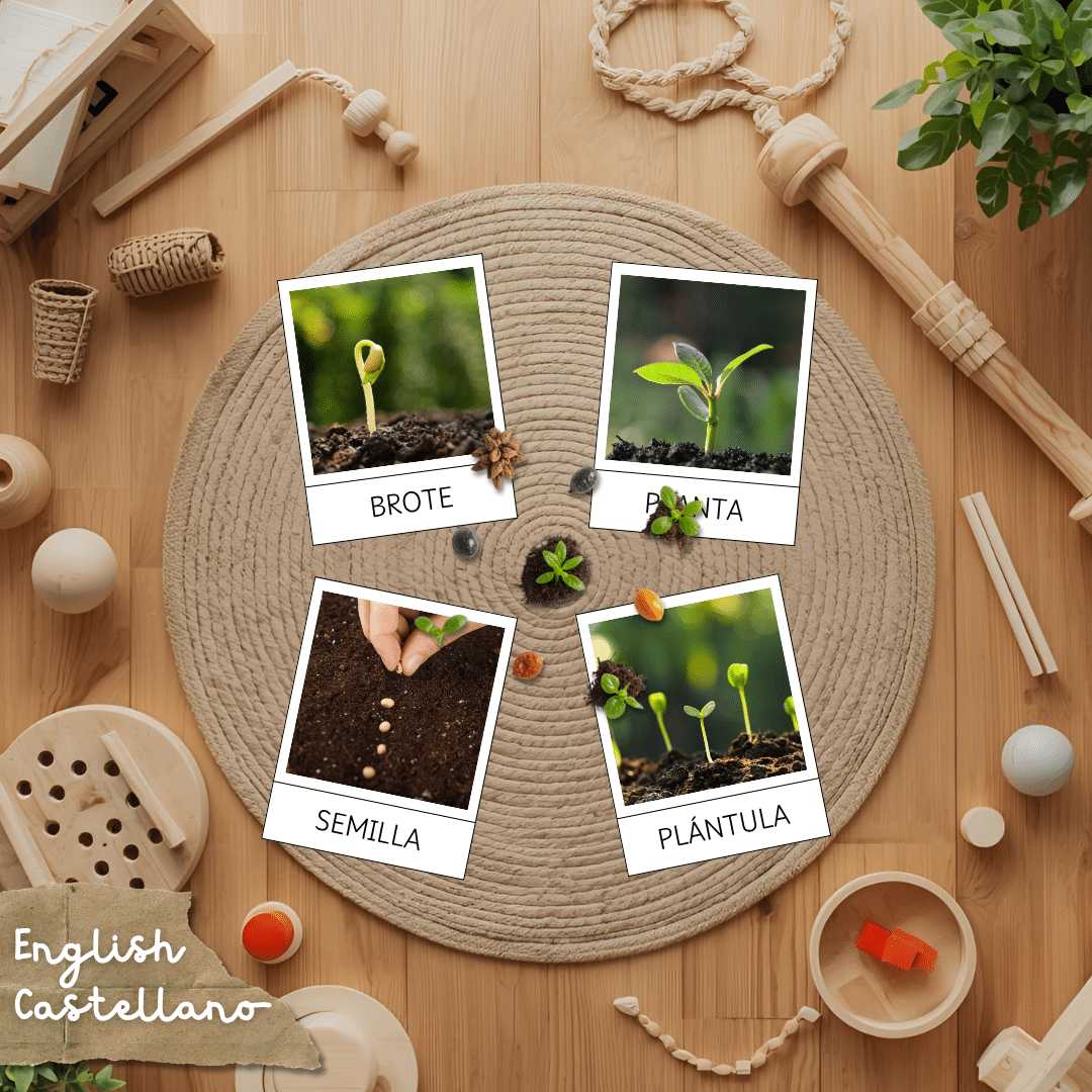 Tarjetas Montessori del ciclo de la vida de la planta