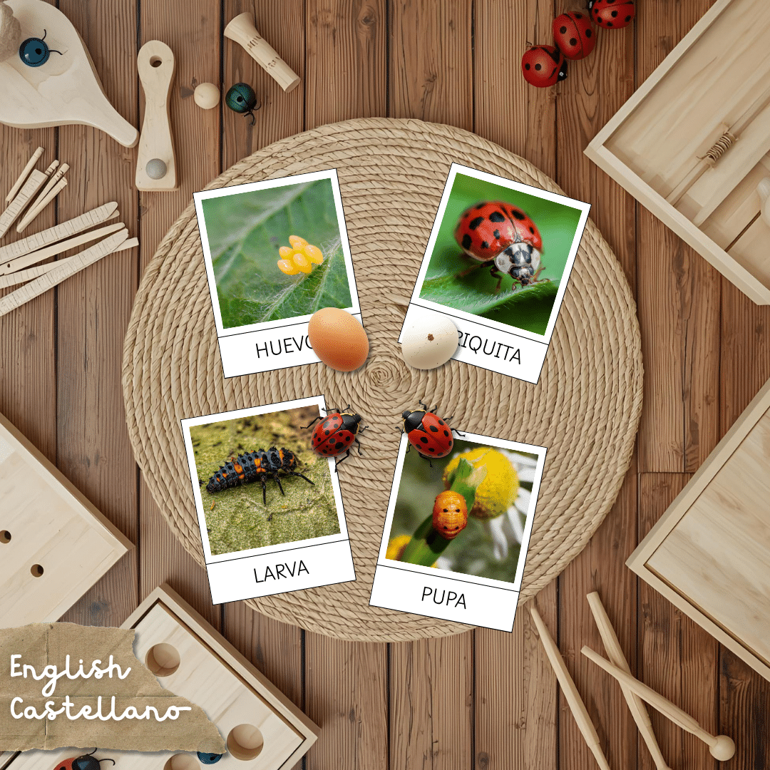 Tarjetas Montessori del ciclo de la vida de la mariquita
