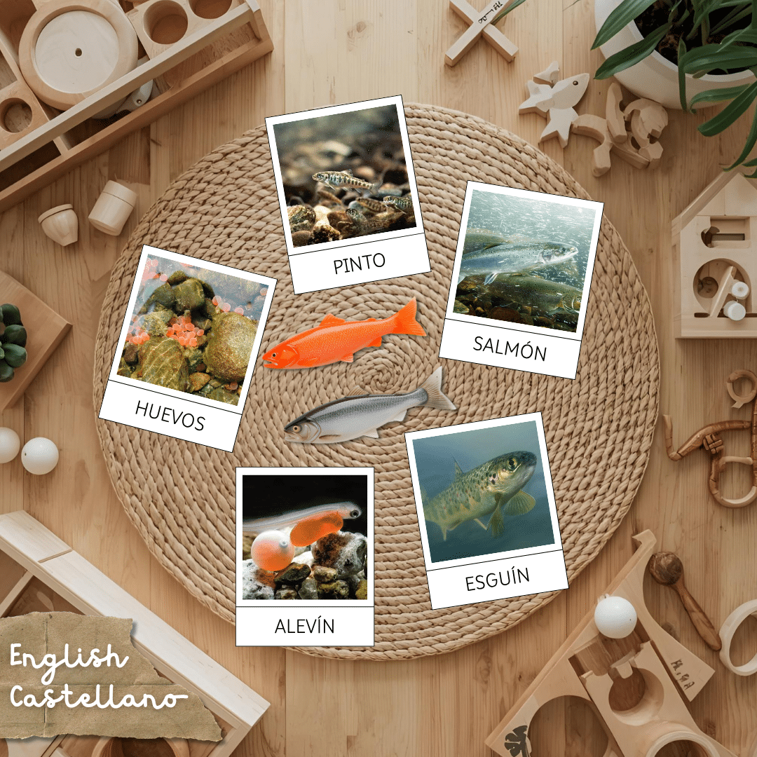 Tarjetas Montessori del ciclo de la vida del salmón