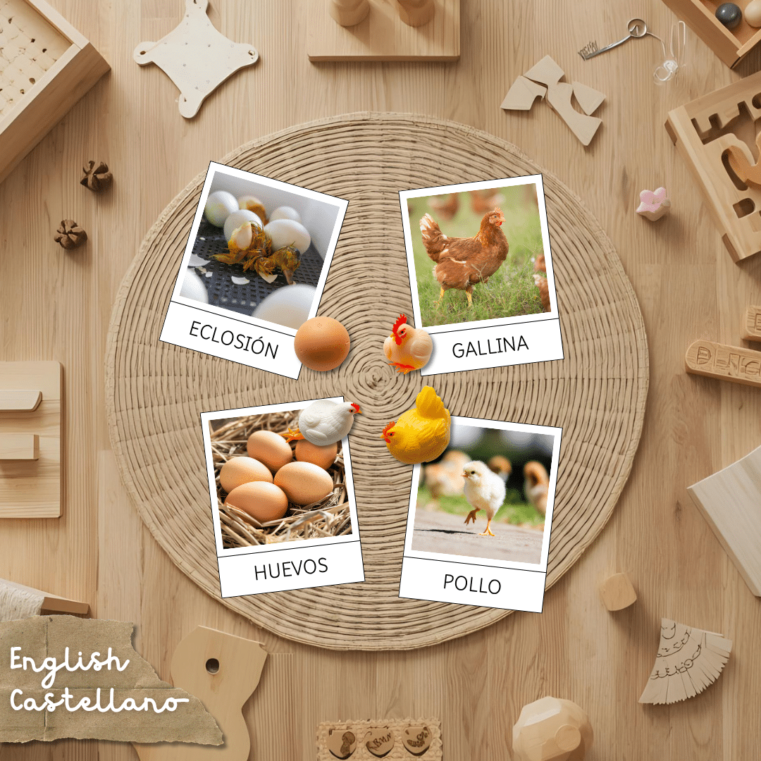 Tarjetas Montessori del ciclo de la vida de la gallina