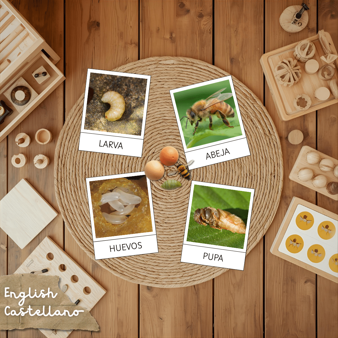 Tarjetas Montessori del ciclo de la vida de la abeja