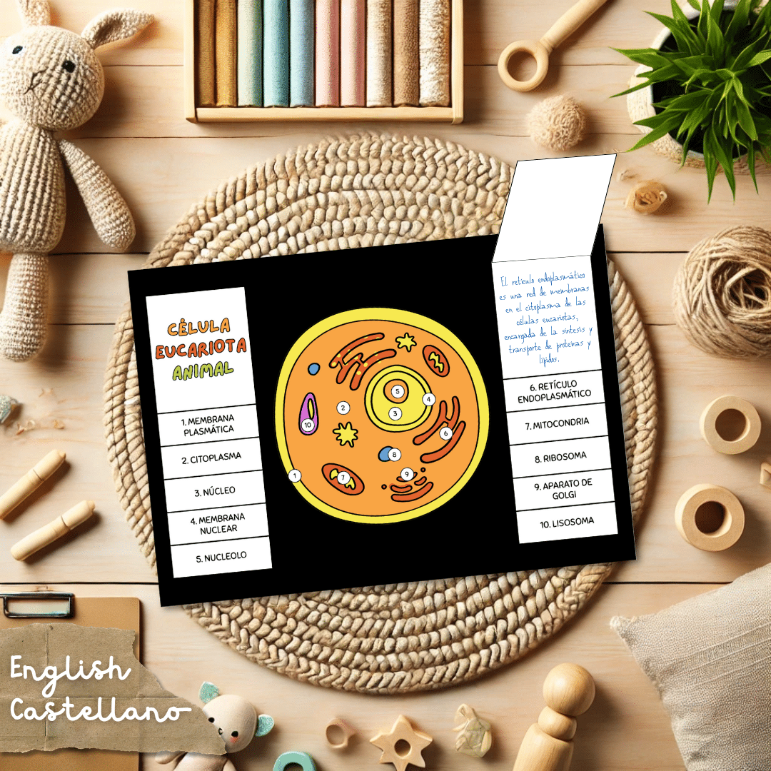 Flipbook de la célula eucariota animal - Animal Cell Flipbook