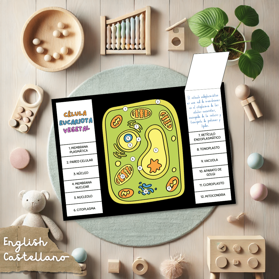 Flipbook de la célula eucariota vegetal - Plant Cell Flipbook